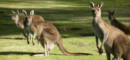 Exotic Wildlife