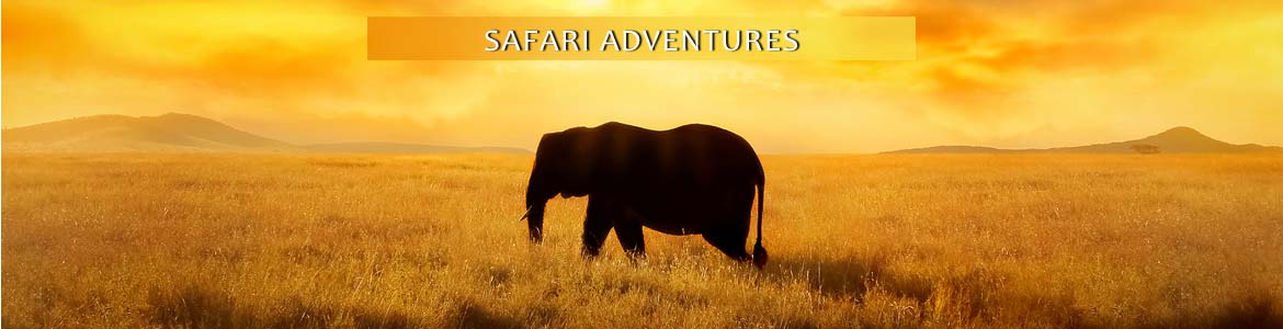 Tauck Tours: Safari Adventures