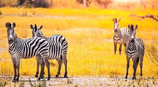 Victoria Falls Experience