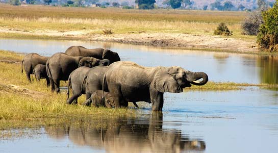 Splendors of S. Africa & Victoria Falls with Chobe