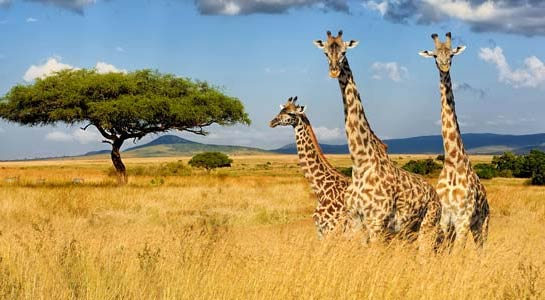 Kenya: A Classic Safari