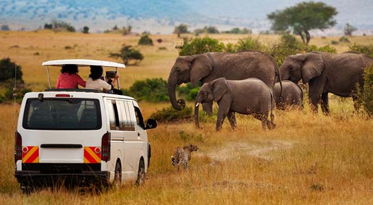 Kenya & Tanzania: The Safari Experience