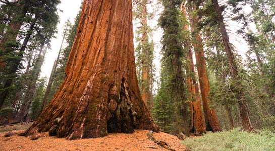 Yosemite and Sequoia: John Muir's California