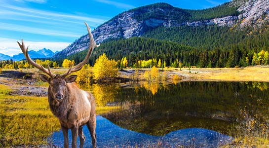 Majestic Rockies