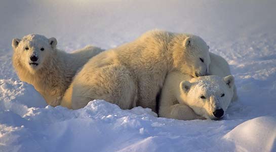 Manitoba: Polar Bear Adventure