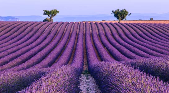 Provence