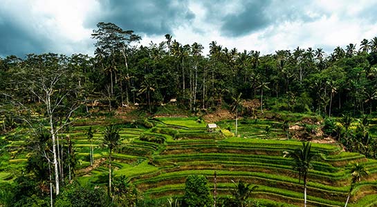 Wellness Bali