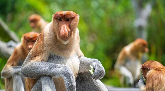 Borneo - East Sabah Adventure