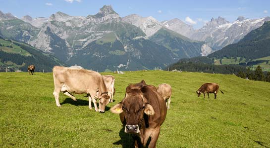 Swiss Highlands & Bavarian Alps