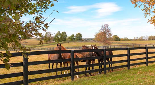 Bourbon, Bridles & Bluegrass