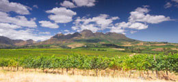 Wine Tours
