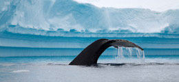 Observacion de Ballenas