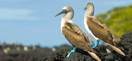 Bird Paradise
