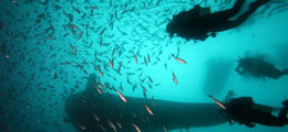 Incredible Diving and Snorkeling