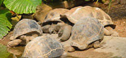 Exotic Wildlife