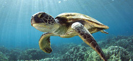 Esnorquel y Buceo