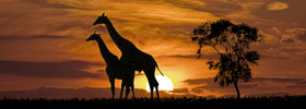 cruise tour search Africa Cruises