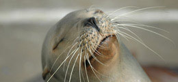 Encuentros de Leones Marinos y Aventuras con Delfines