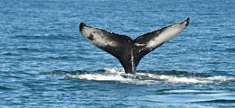 Observacion de ballenas
