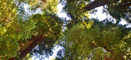 Nature Tours
