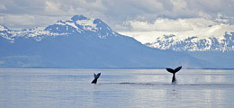 Whale Watching