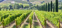 Wine Tasting