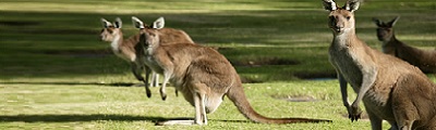 Australia Cruise