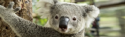 Australia Cruise