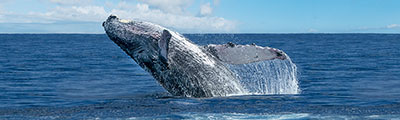 Alaska Cruise