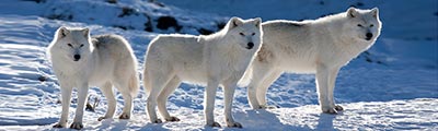 Arctic Cruise