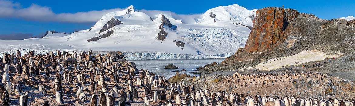 cruise 888 Antarctic Cruise Deals