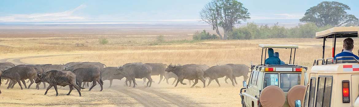 cruise 888 Africa Tours
